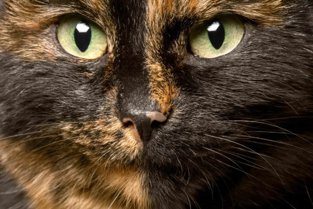 gato_tartaruga_2 Focinho de um gato carapaça de tartaruga