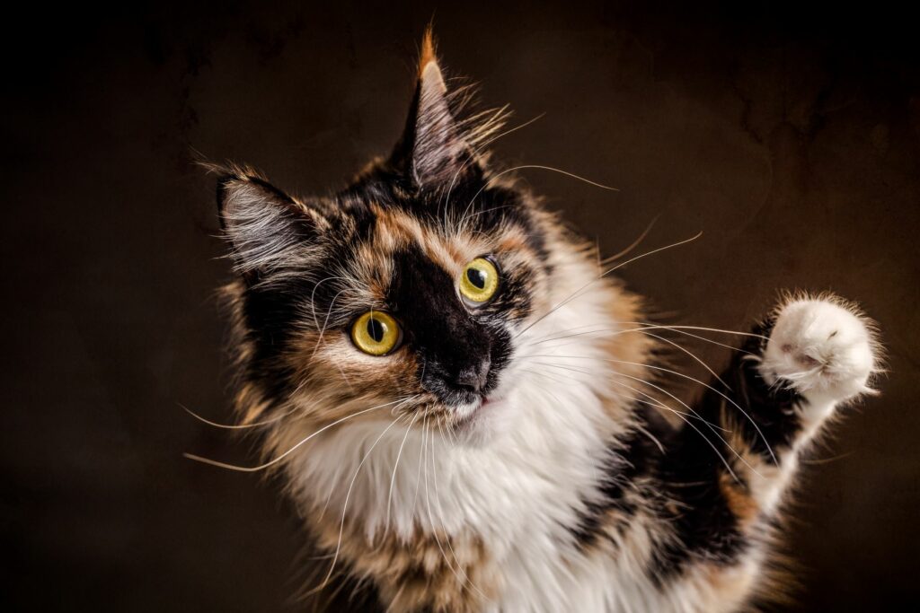 Gato Maine Coon com três cores. Gatos carapaça de tartaruga e tricolores podem ser da raça Maine Coon.