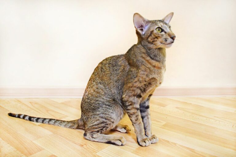 gato oriental de pelo curto sentado no chão