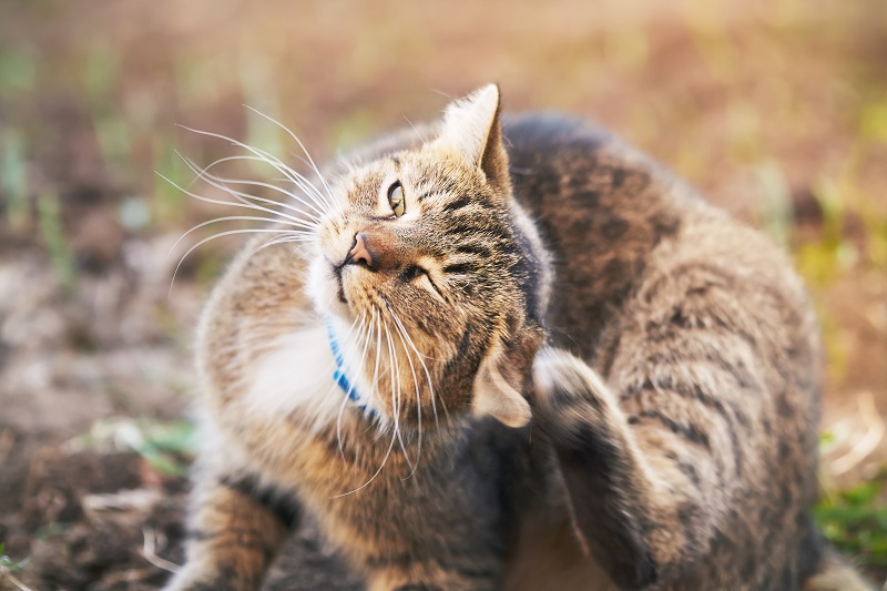 Gato com coleira azul a coçar o ouvido no exterior. Comichão nos ouvidos é um dos sintomas mais comuns das otites nos gatos