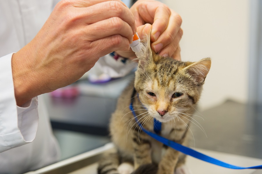 Gatinho no sentado na marquesa do veterinário enquanto um técnico lhe coloca gotas nos ouvidos. As gotas ajudam a limpar os ouvidos e aliviar os sintomas de otite externa em gatos.