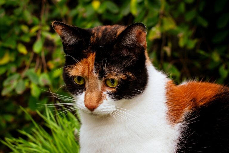 Tortoiseshell calico cat outside in the garden Os gatos tricolores são raros.
