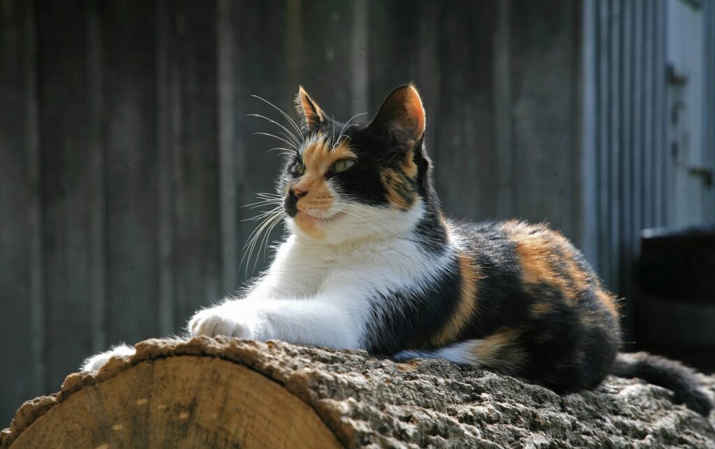 Gato tricolor deitado ao sol sobre um tronco de árvore.