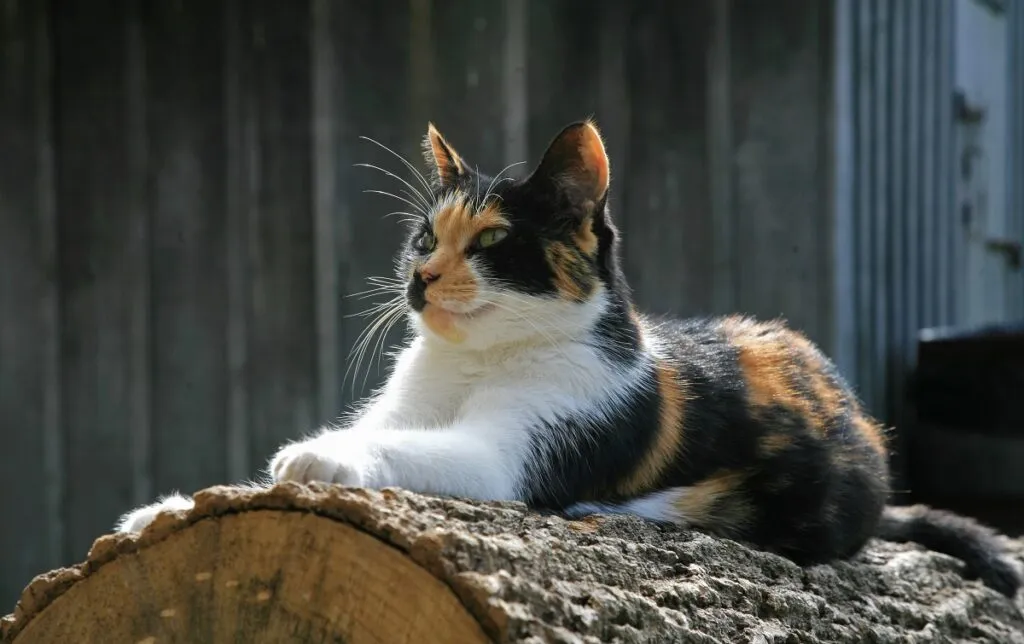 posing farm cat Gato tricolor deitado ao sol sobre um tronco de árvore.