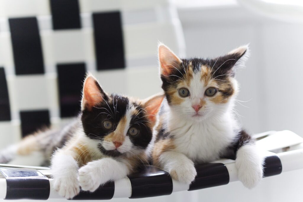 Sister kittens Dois gatos tricolores jovens deitados no sofá.
