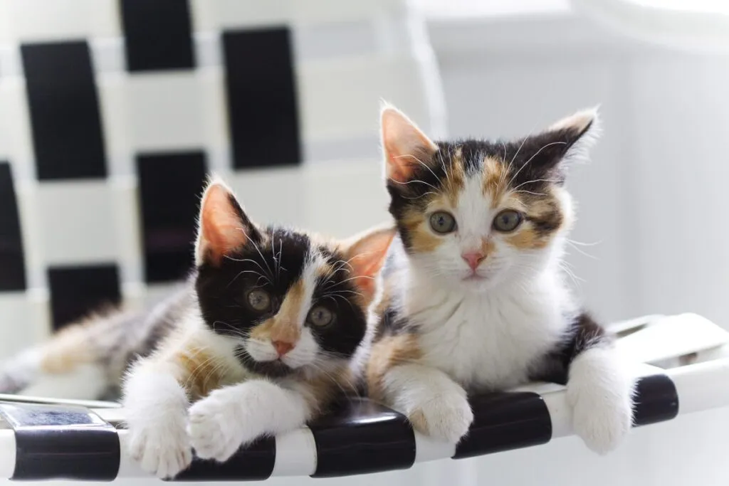 Sister kittens Dois gatos tricolores jovens deitados no sofá.