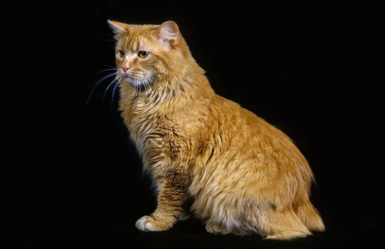 Cymric Domestic Cat sitting against Black Background Gato Cymric dourado sentado com fundo preto