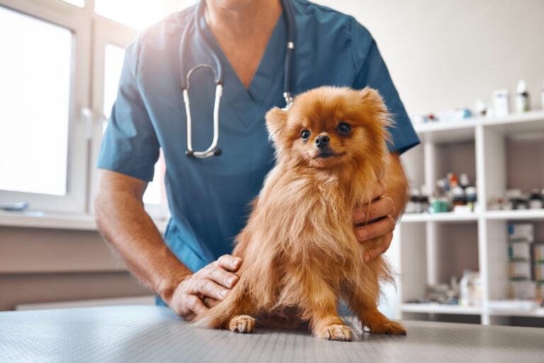 cão pequeno na mesa da clínica veterinária a ser examinado por veterinário_epilepsia nos cães