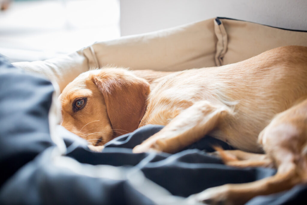 epilepsia nos cães_2 cão doente deitado