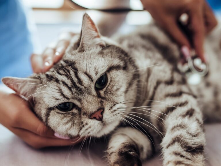Gato deitado enquanto é examinado pelo veterinário. Se o seu gato apresentar sintomas de panleucopenia felina ele precisa de intervenção médica urgente
