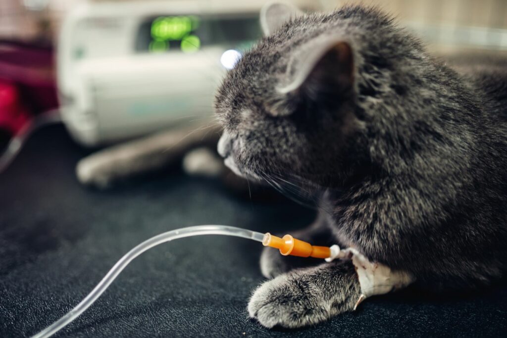 Gato a receber fluidoterapia. Medidas de suporte são fundamentais em casos de panleucopenia felina