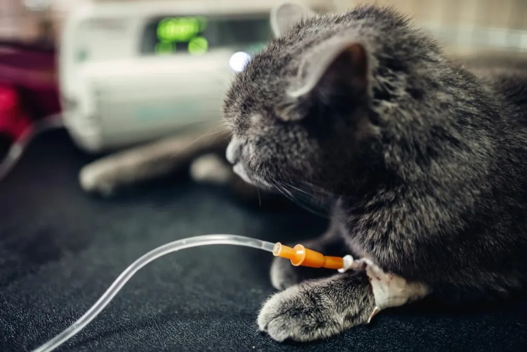 PF_2 Gato a receber fluidoterapia. Medidas de suporte são fundamentais em casos de panleucopenia felina