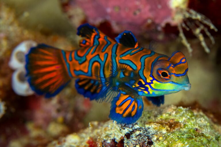 Peixe Mandarim_1 Peixe Mandarim_1