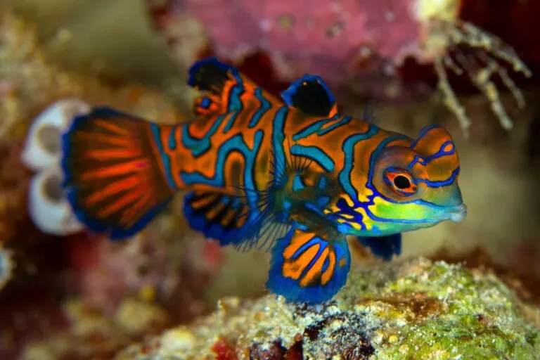 Peixe Mandarim_1 Peixe Mandarim_1