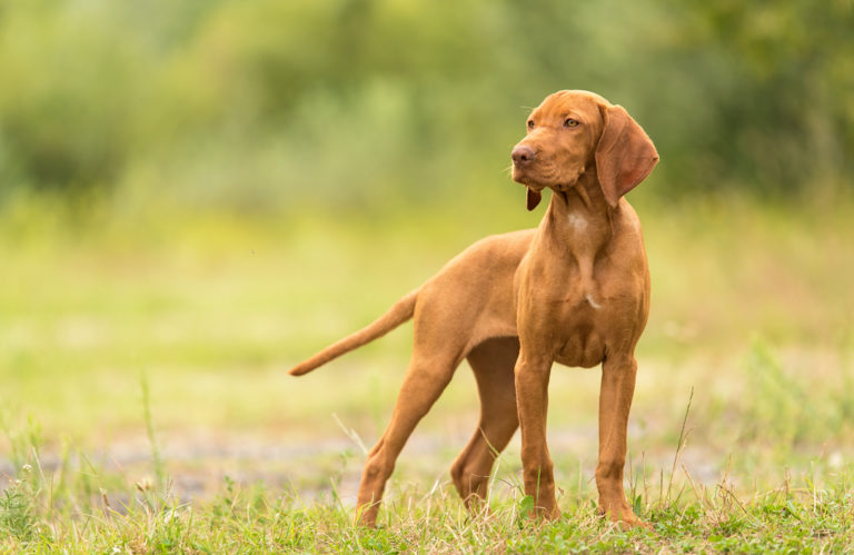 Vizsla Húngaro em pé num campo de relva