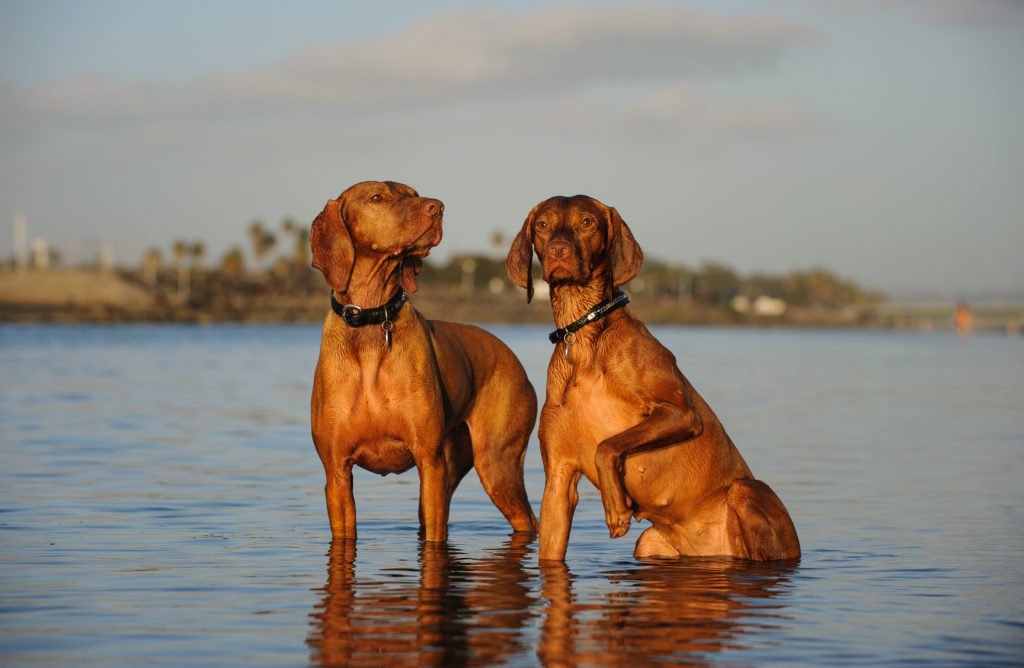 Two Vizsla dogs sitting and standing in blue water posing together Dois Vizsla Húngaros num rio ou lago ao por do sol.