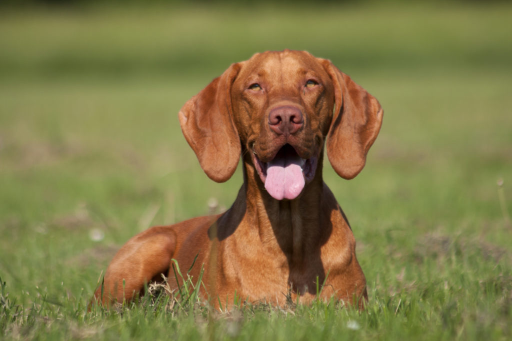 Vizsla deitado na relva.