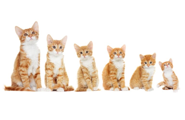 O crescimento dos gatinhos: gato cor de laranja e branco nas suas várias fases de crescimento