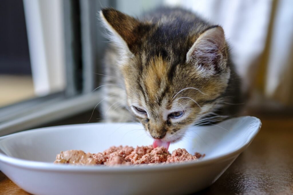 gatinho a comer a alimentar-se de comida sólida