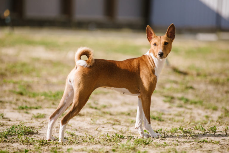 basenji castanho-claro no exterior