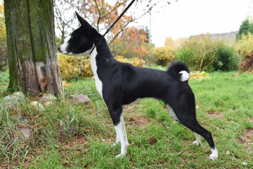 basenji_2