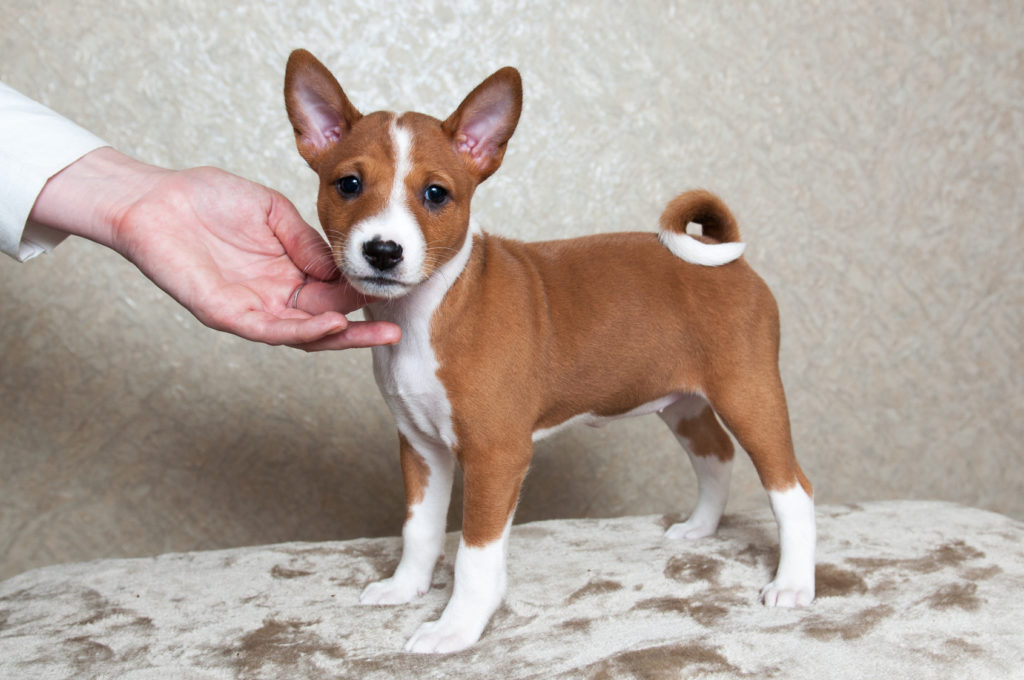 basenji_3