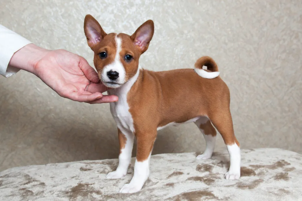 basenji_3