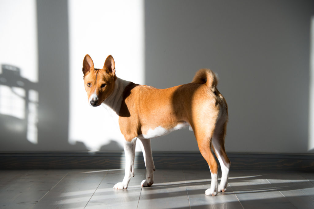 basenji castanho claro e branco no interior de casa