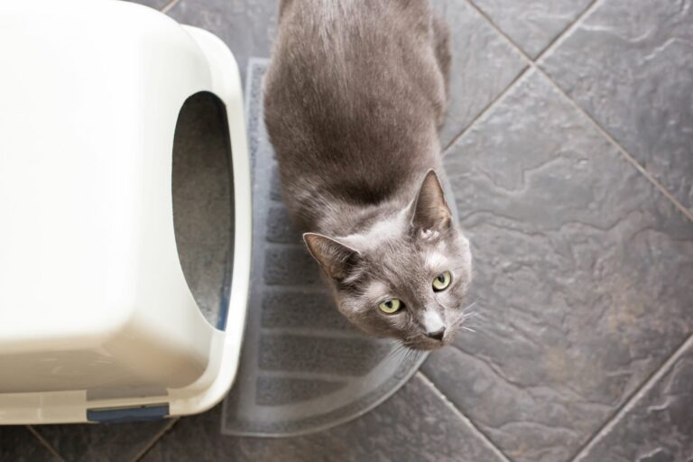 Gato à frente da porta de uma caixa de areia com tampa. Com imaginação é fácil esconder a caixa de areia