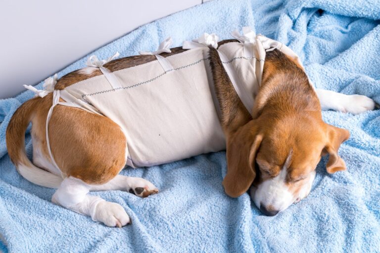 Beagle deitado a recuperar de uma cirurgia para extração de cancro da mama. O cancro da mama nos cães é uma doenças relativamente comum.