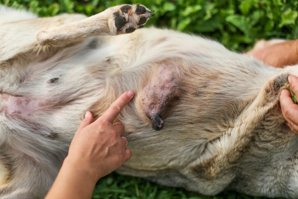 Cão deitado de barriga para cima onde se pode observar um tumor de contornos irregulares.