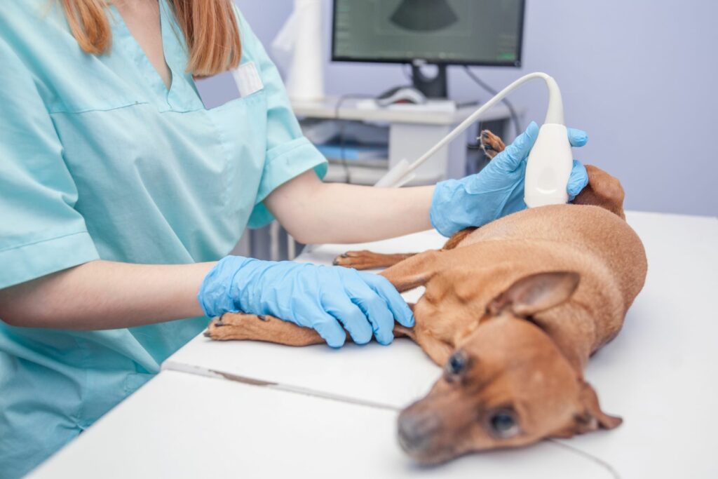 Veterinário realiza uma ecografia ao um cão deitado na marquesa. Exames como a ecografia ajudam a fazer o diagnóstico de cancro da mama nos cães