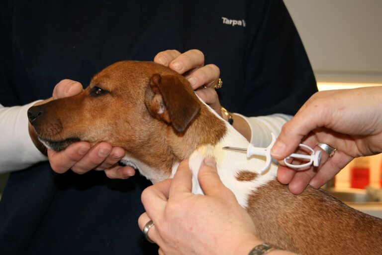 injection d’une puce électronique sous la peau du jack russell