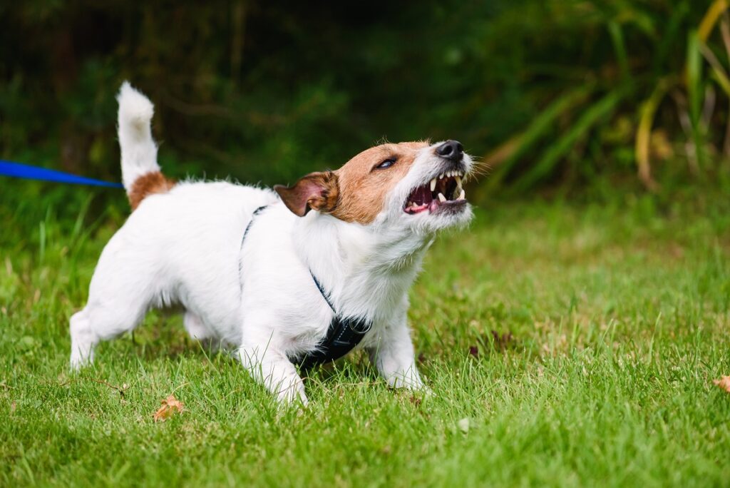 Cão pequeno branco a rosnar. A contraceção para cães não elimina comportamentos agressivos