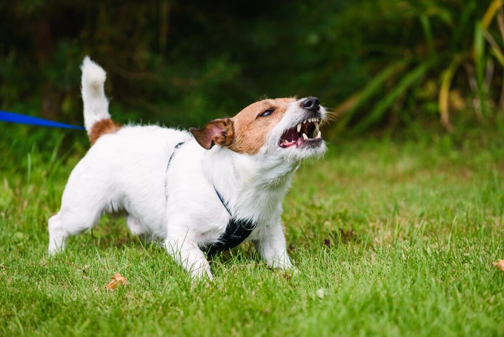 Angry dog aggressively barking and defending his territory Cão pequeno branco a rosnar. A contraceção para cães não elimina comportamentos agressivos