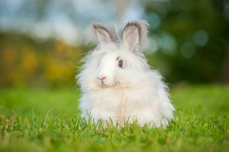 coelhos angorá_1 Coelho Angorá branco na relva. A maior parte dos Coelhos Angorá são brancos