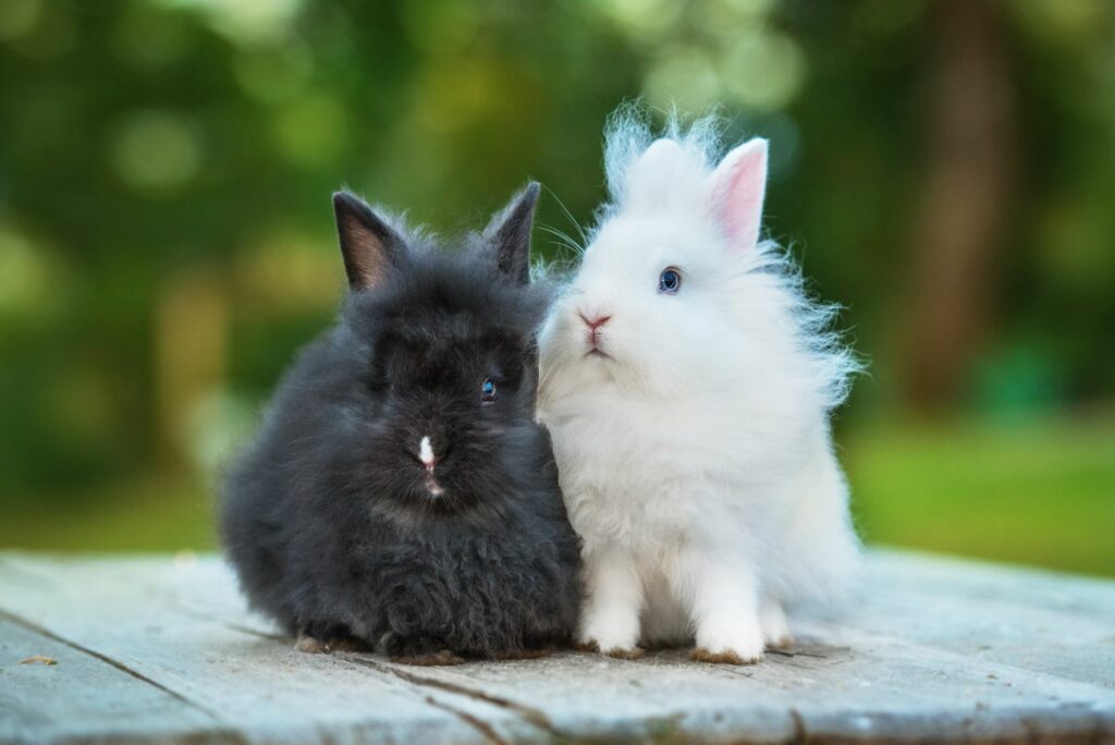 Dois coelhos Angorá, um branco e outro preto em cima de uma mesa no exterior.