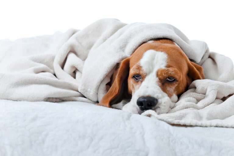 cão deitado no sofá coberto por uma manta. A falta de energia é um sinal de dores nos cães