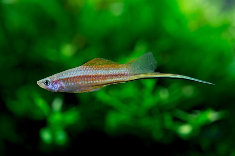 Xiphophorus hellerii – Swordtail Espada macho adulto com a barbatana caudal alongada