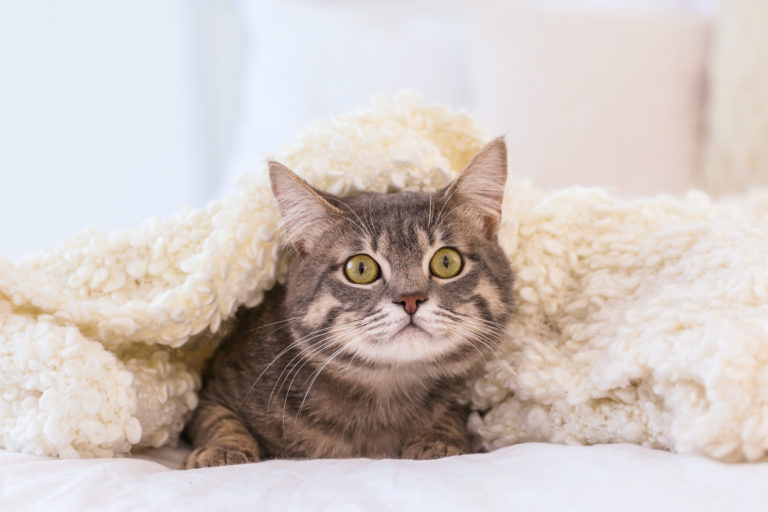 Gato a espreitar por baixo de um cobertor. Gatos e a Passagem de Ano: os pequenos felinos geralmente sentem-se melhor num local calmo e silencioso.