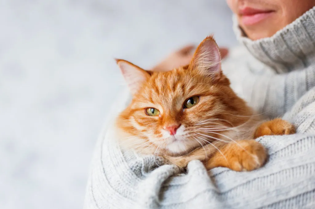 Gato laranja ao colo da dona. Gatos e a Passagem de Ano: dê mimos e atenção ao seu companheiro peludo.