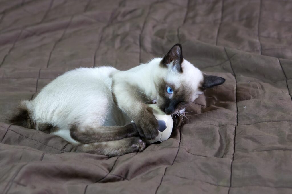 mekong bobtail_2