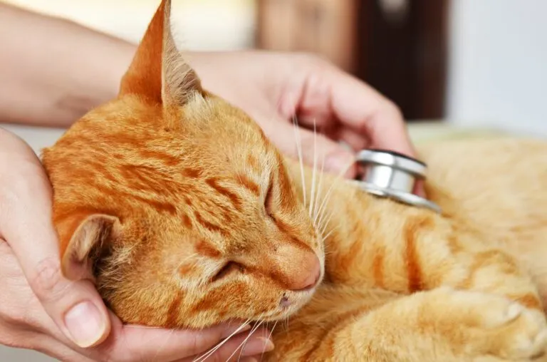 obstrução intestinal nos gatos_1 gato amarelo a ser auscultado_obstrução intestinal nos gatos
