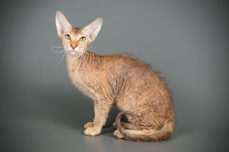 gato peterbald em fotografia de estúdio