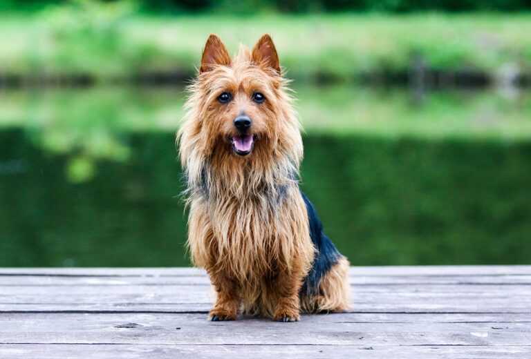 terrier australiano_1 terrier australiano