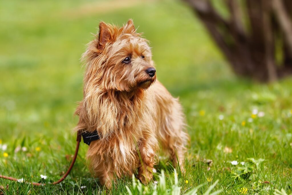 terrier australiano_2