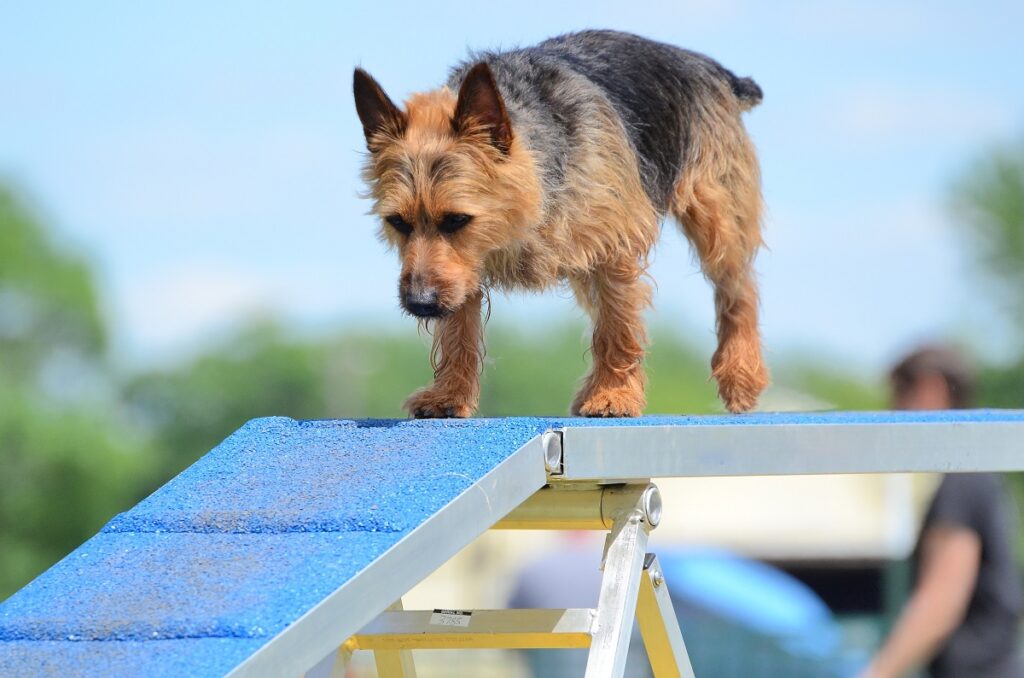 terrier australiano numa prova de agility