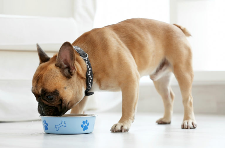 buldogue francês a comer do seu comedouro