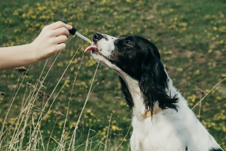 Dog tasting CBD oil from an eyedropper with its tongue