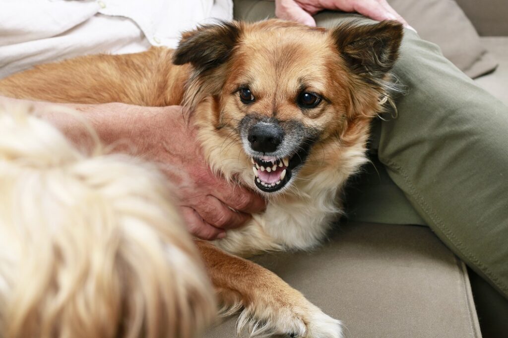 Dog growls at another dog Cão deitado no sofá rosna a outro cão. Os Florais de Bach para cães são usados em situações de agressividade